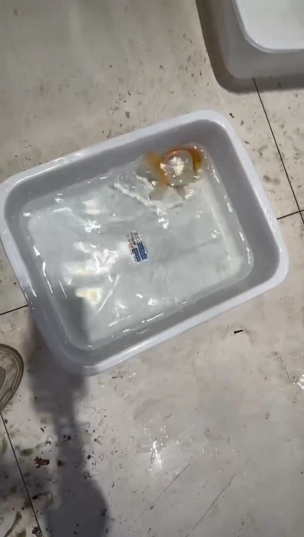 金鱼点点点专拍39.9包邮