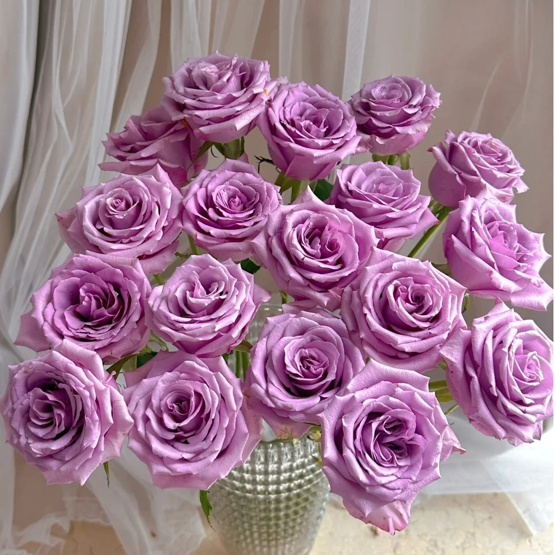 【紫霞玫瑰】紫色系浪漫玫瑰云南昆明发货 一单中通 两单顺丰