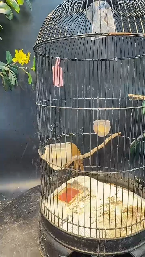 39号  灰脸养笼  0元起拍