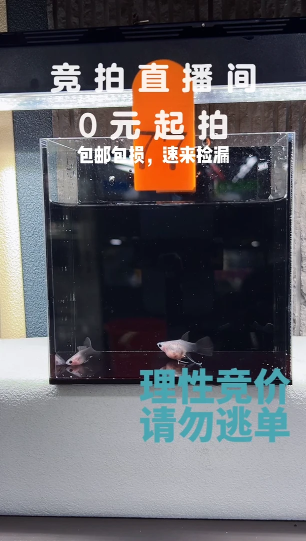 孔雀鱼蓝礼服缎带带胎一对编号77