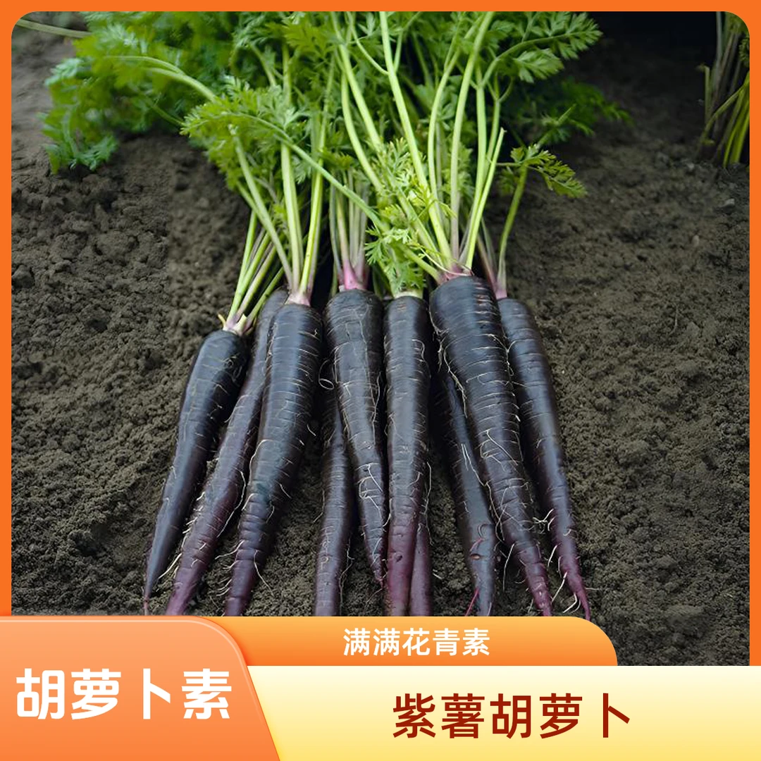 江山仙果沙地胡萝卜新鲜水果萝卜脆甜萝卜紫胡萝卜素花青素产地发