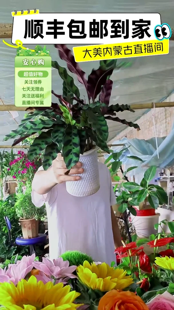 完全开放水培紫背绿天鹅