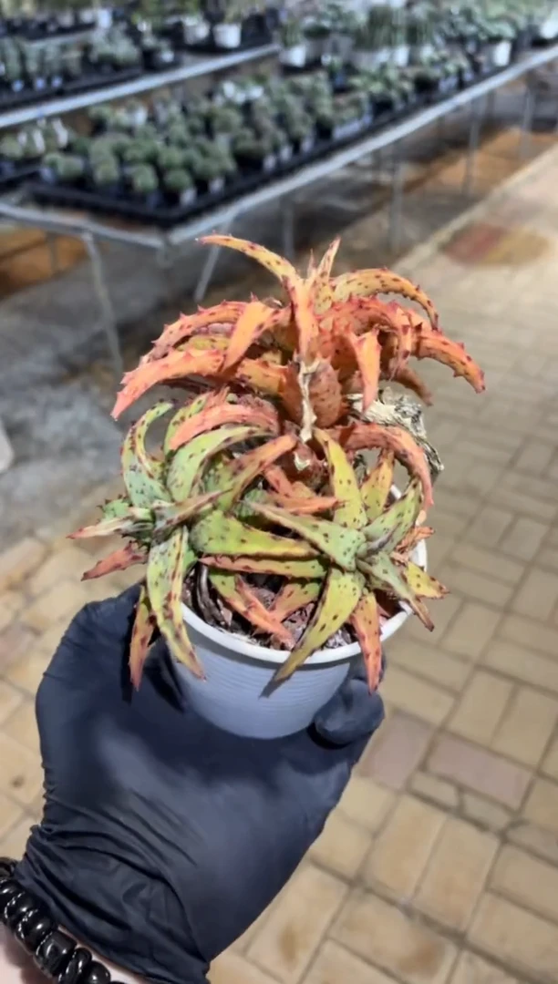 卡萨帝芦荟FD-90