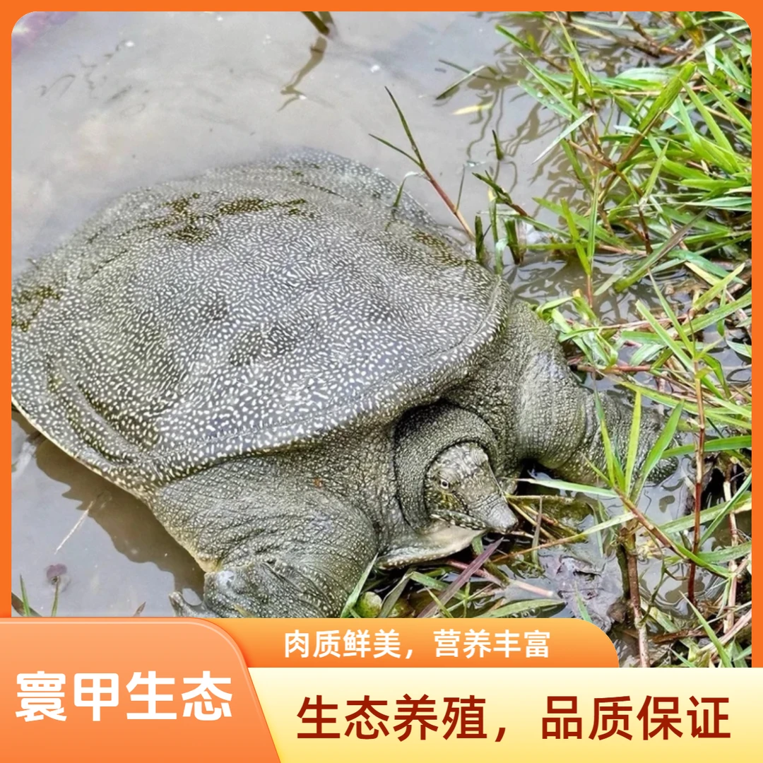 生态散养甲鱼三只共6-7斤黑青花中华鳖生猛水老鳖顺丰冷链到家