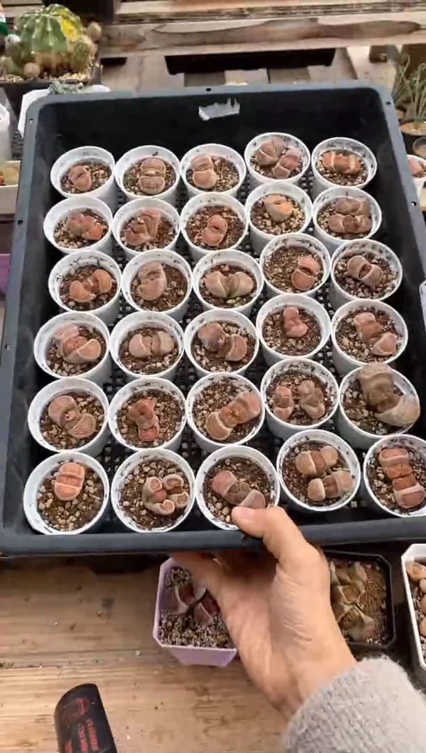 【闪购商品】6794直播一物一拍