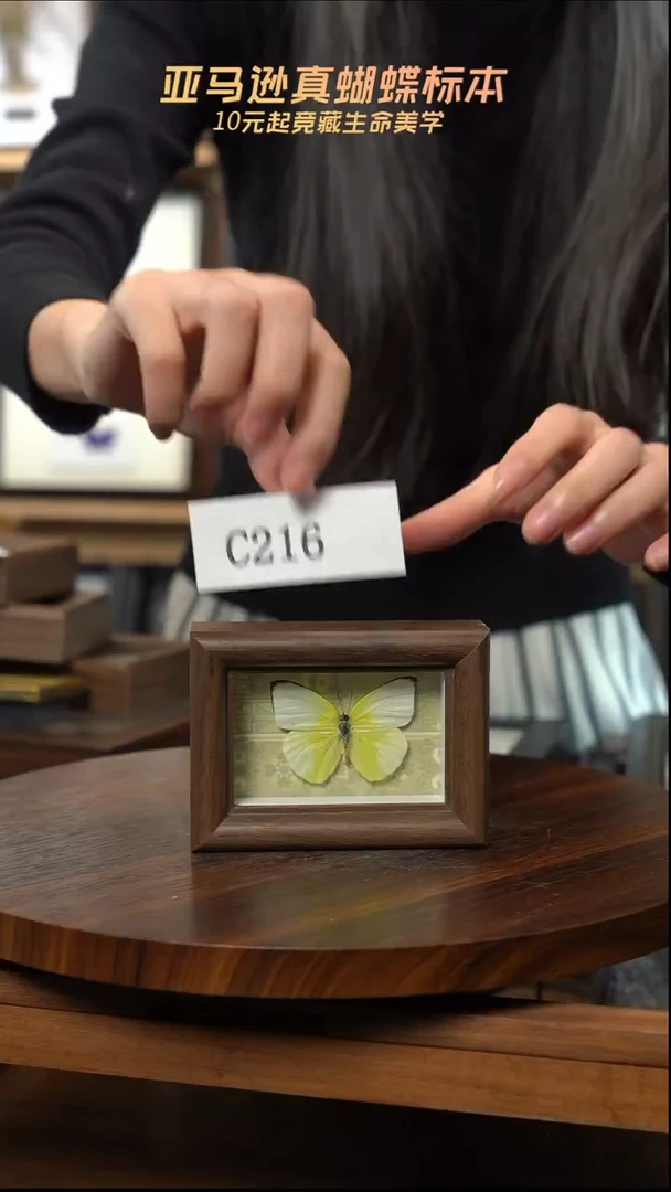 冰箱贴标本摆件c216