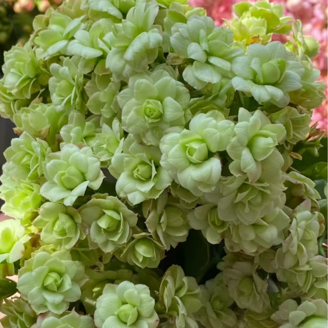 大花品种巴黎重瓣长寿花花卉盆栽绿植物阳台室内带花苞