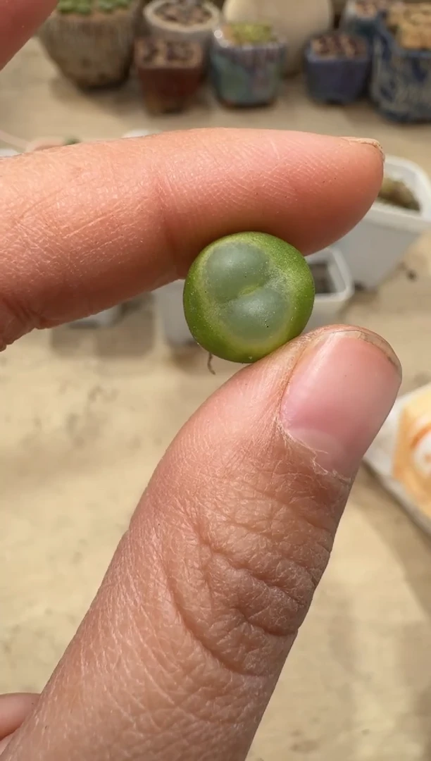 多肉植物肉锥3-210