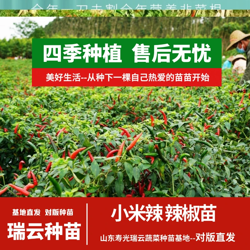 小米辣苗辣椒苗蔬菜苗四季种植高产耐寒盆栽地栽苗场直发穴盘根苗