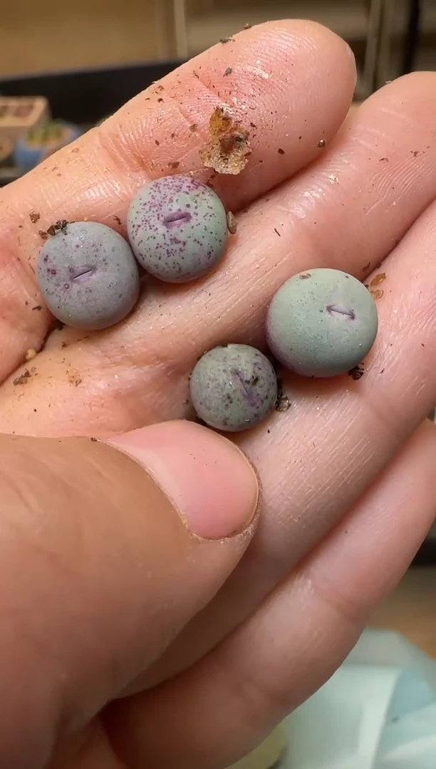 【闪购商品】7--94