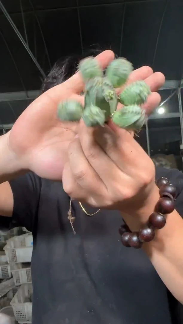 子吹 布纹球【带根】