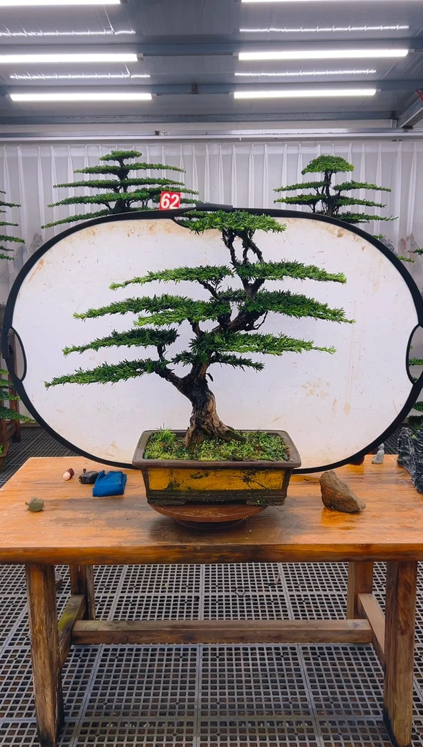 无花朵雯****?精品盆景直播间一物一拍