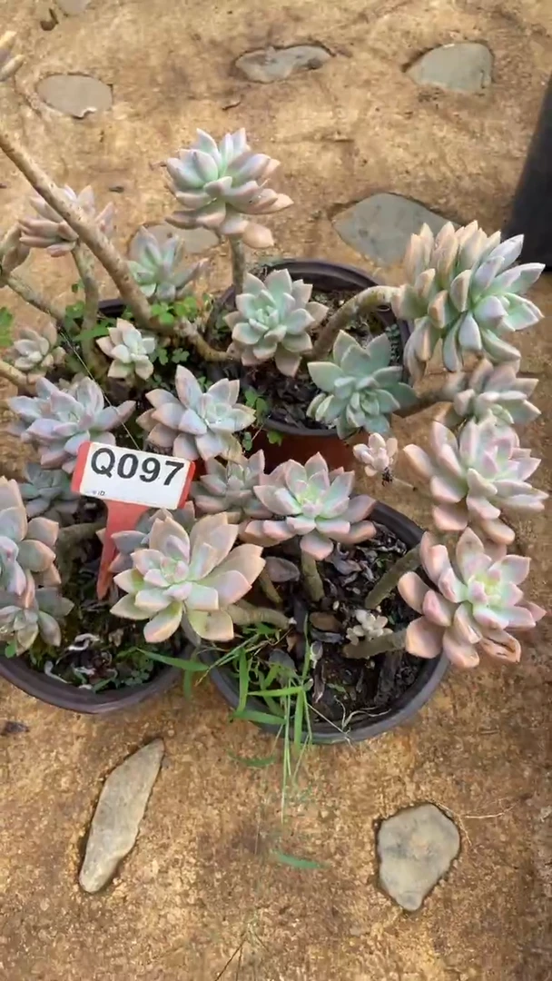 Q097多肉组合默认脱土发货