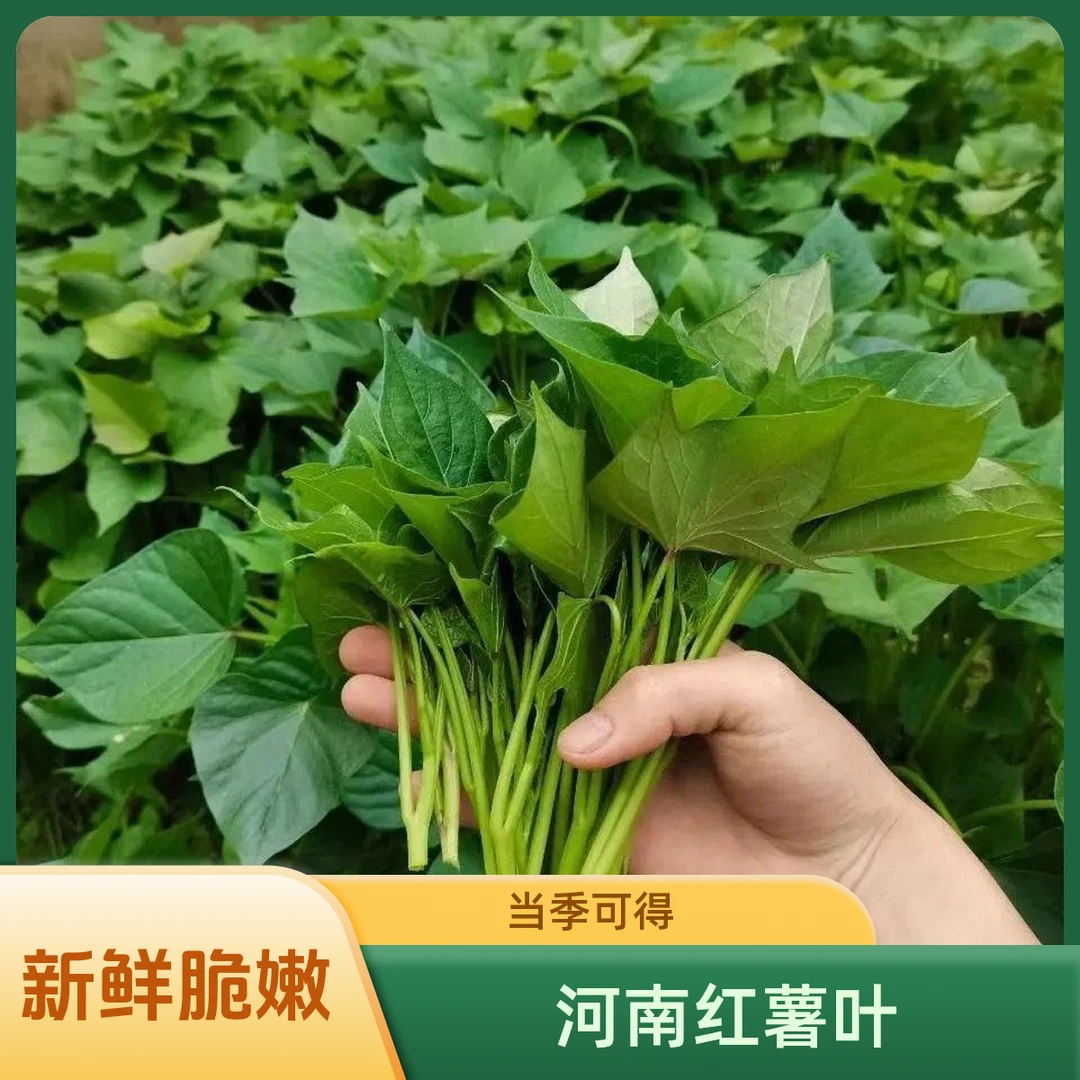 （坏了包赔）河南当季新鲜现摘红薯叶地瓜叶嫩尖茎梗叶
