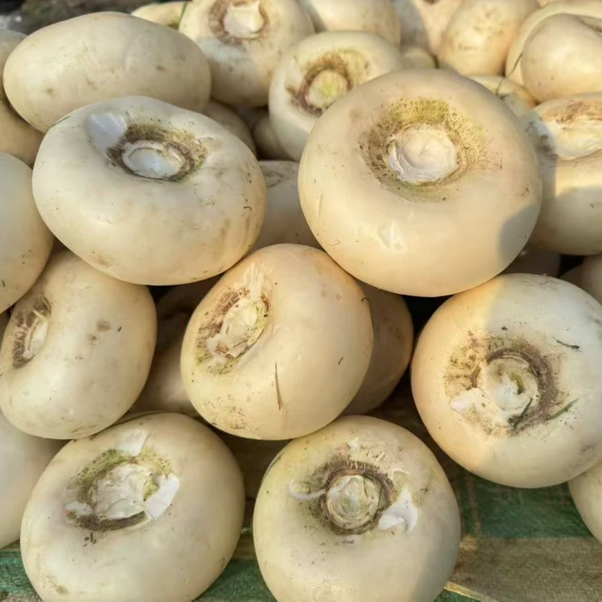 江西永丰马围扁萝卜盘菜绿色食品