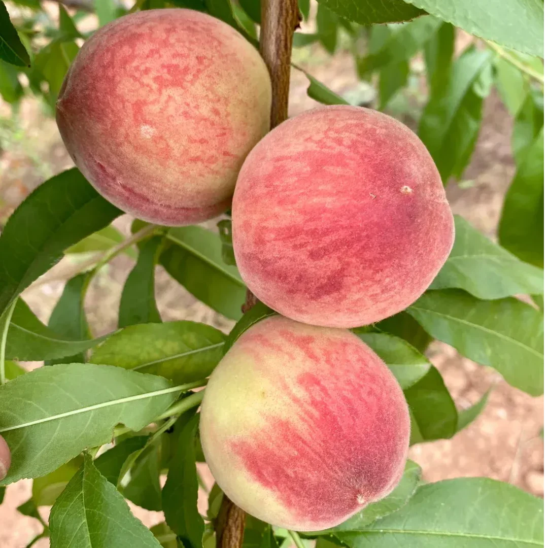 陕北山地桃 脆甜多汁  新鲜采摘   现摘现发 原生态