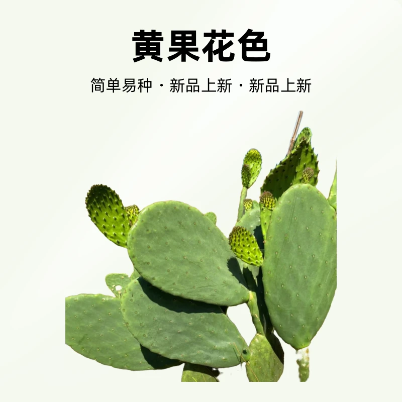 食用仙人掌种植苗宝塔黄果2片装正宗绿植花卉盆栽绿植盆栽室内