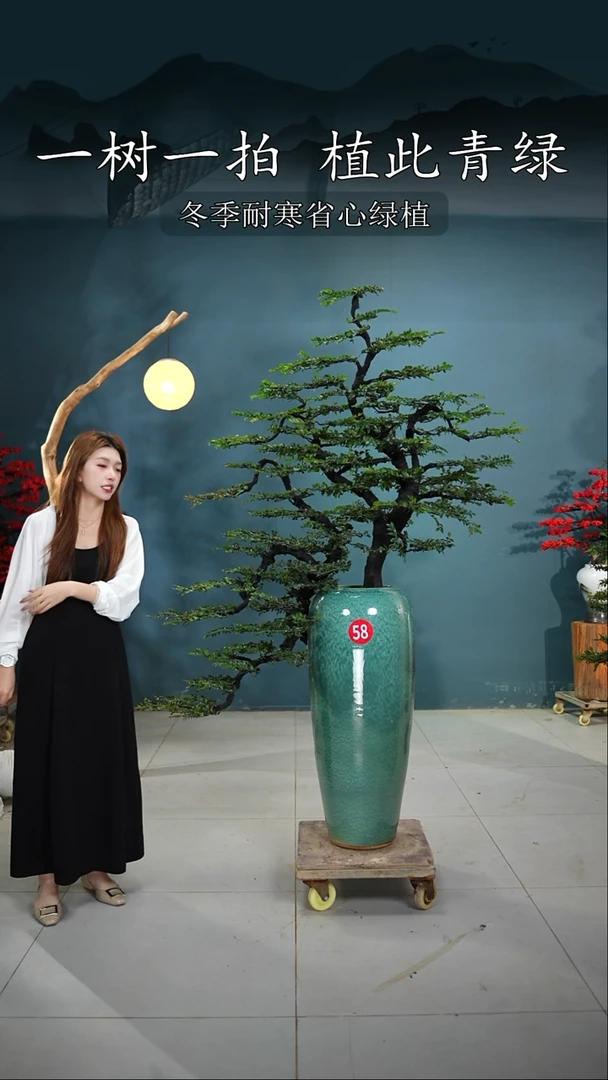 当前无花朵，栽培后可花朵夏*广东小叶紫檀