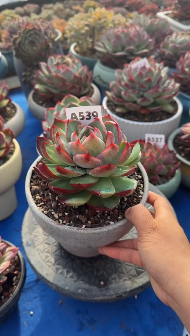 【闪购商品】A539惊鸿仙子（裸根发货）