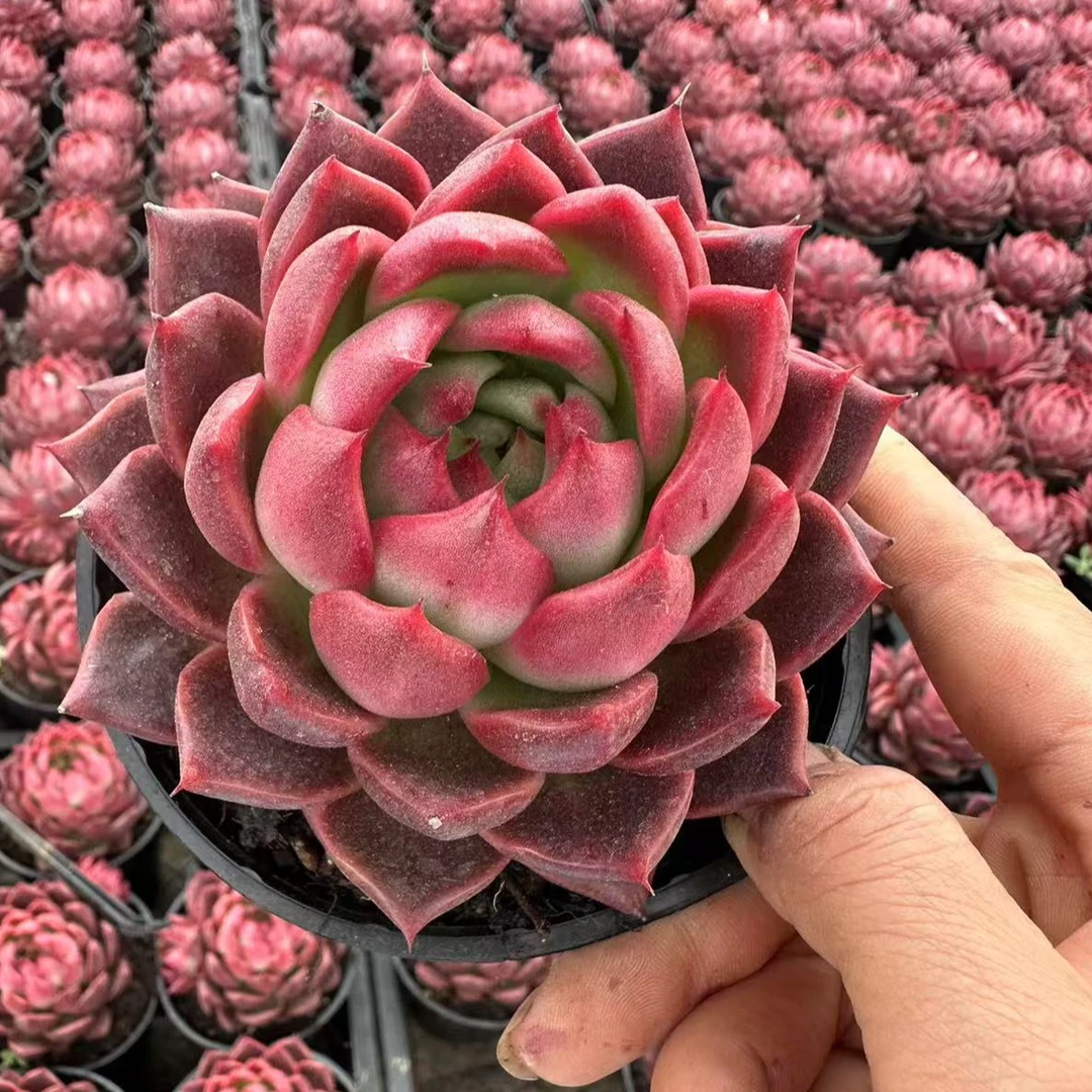 10#红魔多肉植物前男友精品多肉