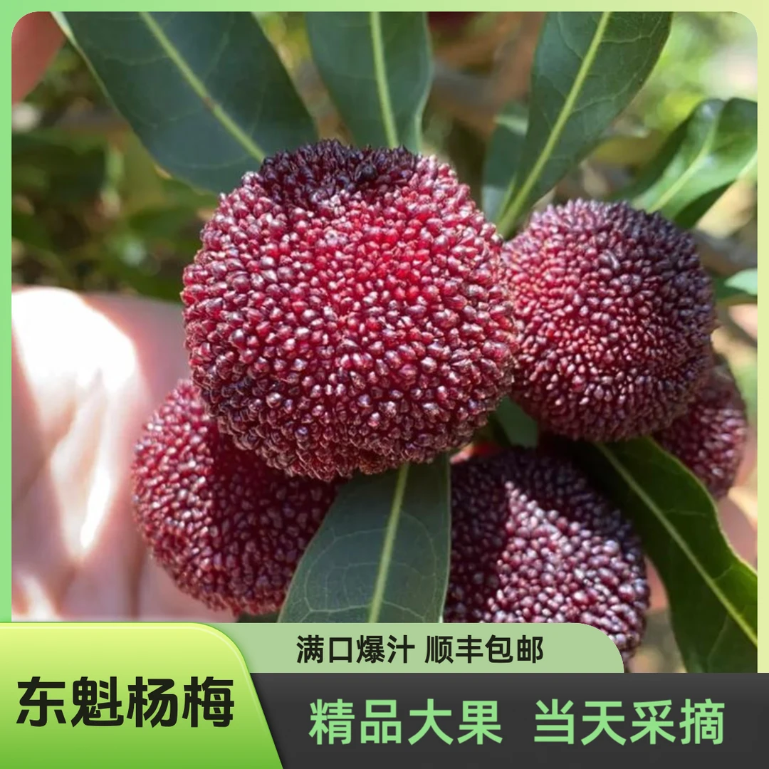 长寿之乡——粤北连州深山本地杨梅(精品果特级大果)