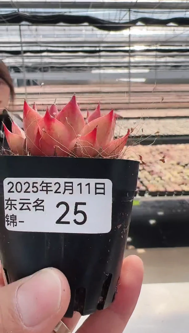 【闪购商品】东云名锦多肉-25