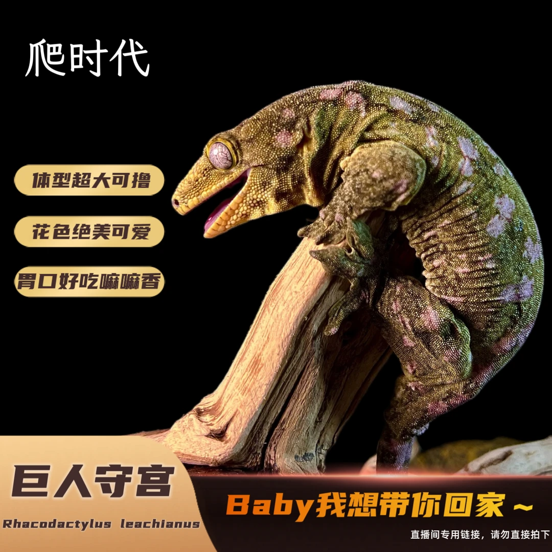 【爬时代】巨人盖勾亚睫角守宫莉莉白萌宠新手入门懒人爬宠