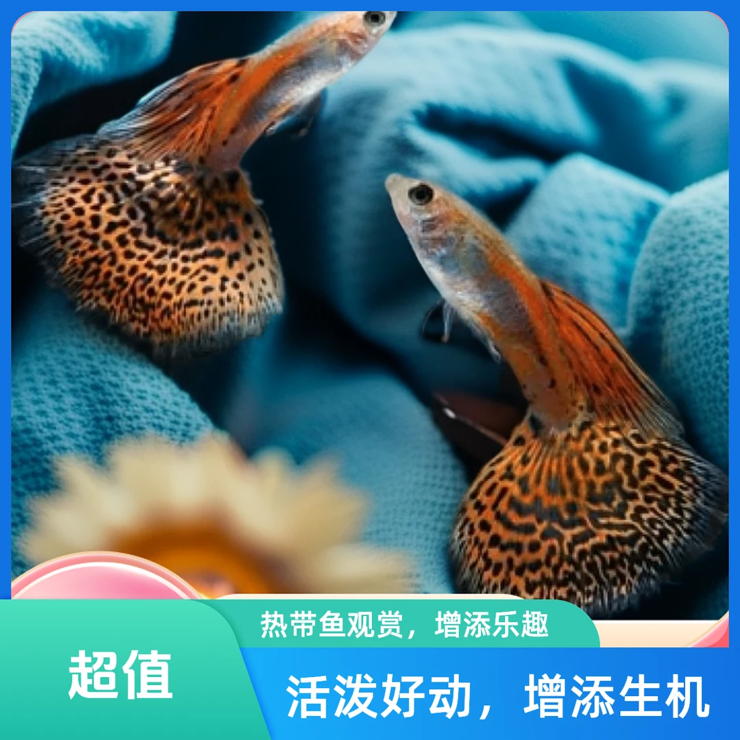 红草孔雀鱼活鱼凤尾鱼观赏鱼热带鱼小型鱼易养繁殖5-6厘米