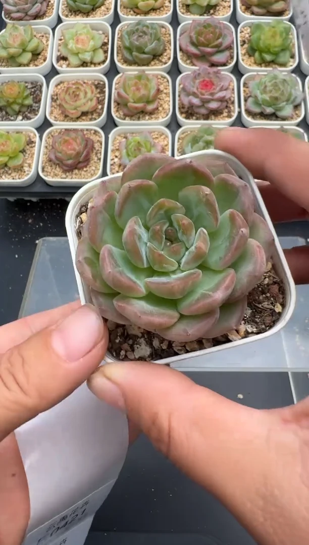 420E云禹多肉植物 带盆土纸巾打包 3颗包邮