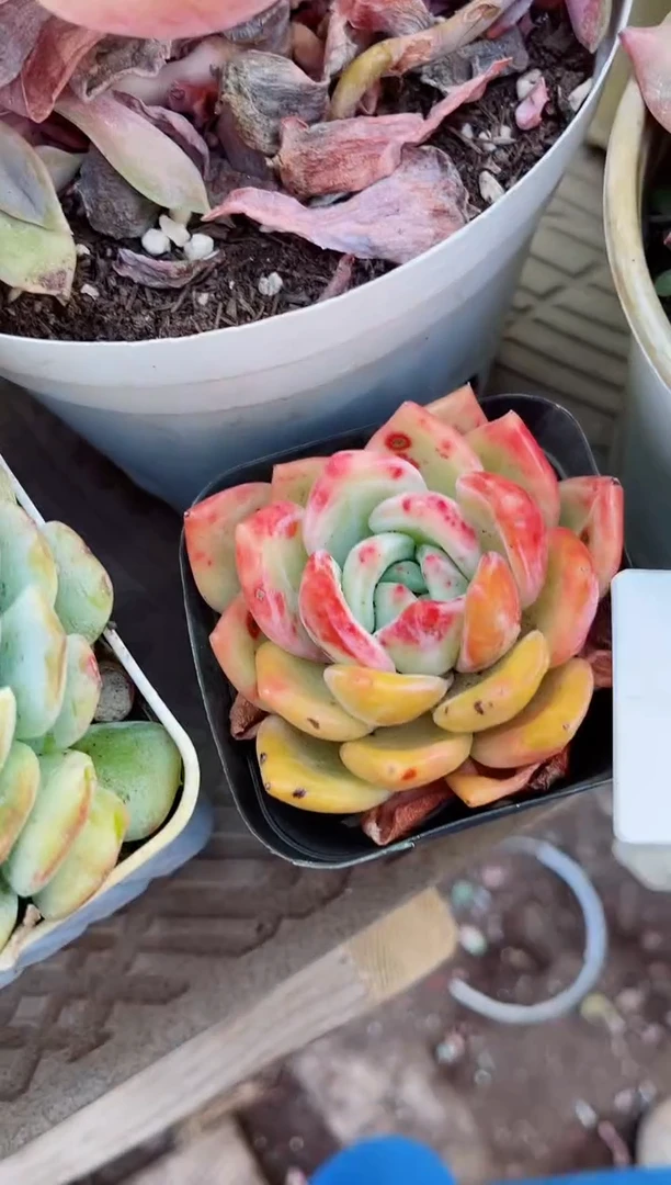 【闪购商品】12096