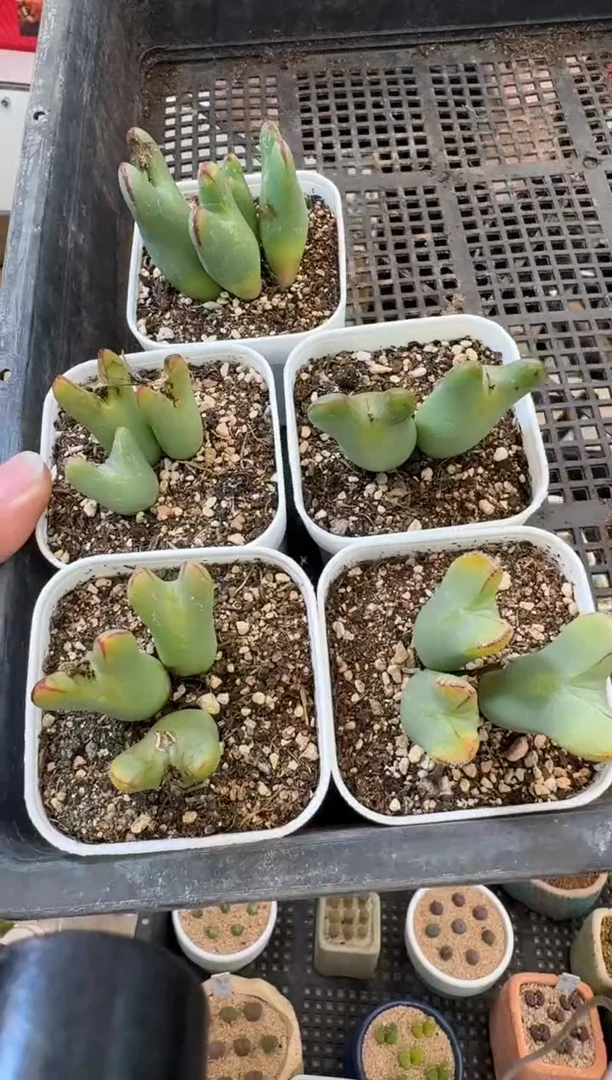 【闪购商品】30-2一群