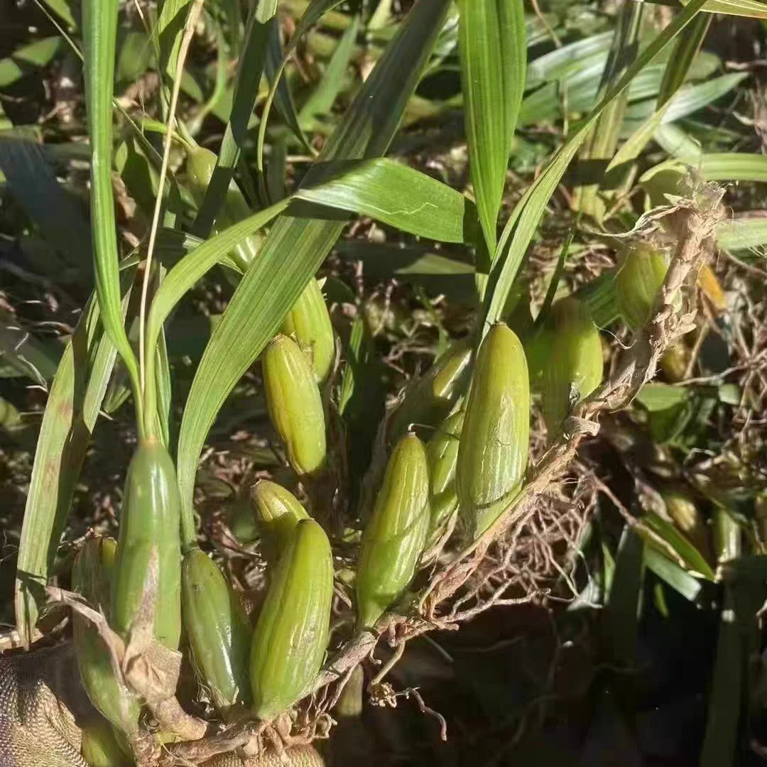 野生石橄榄新鲜现摘现发双叶石橄榄草250克石仙桃炖汤滋补品材料