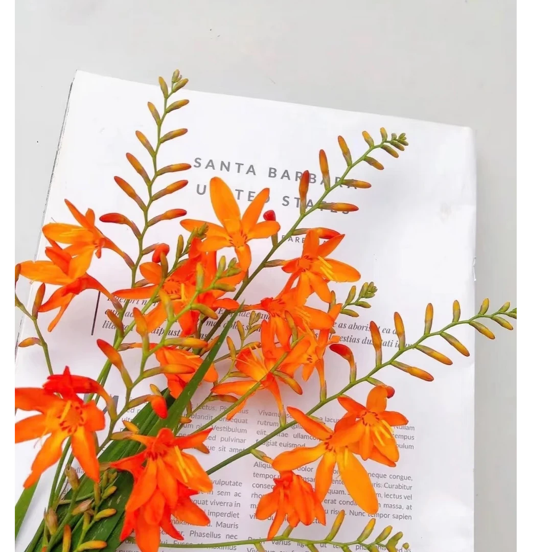 【火焰兰】常州鲜花批发 直播 顺丰包邮江浙沪皖次日达