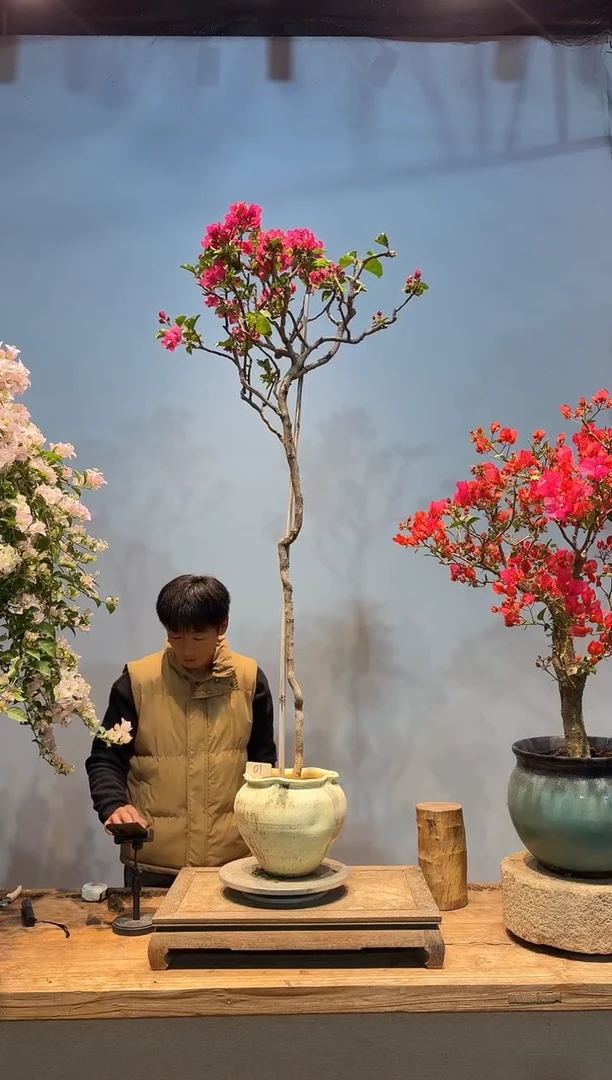 全部花朵C***…三角梅1