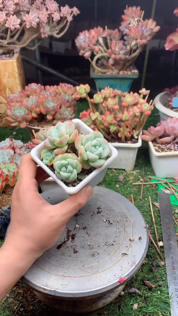 归***蒙16冰玉，，，，