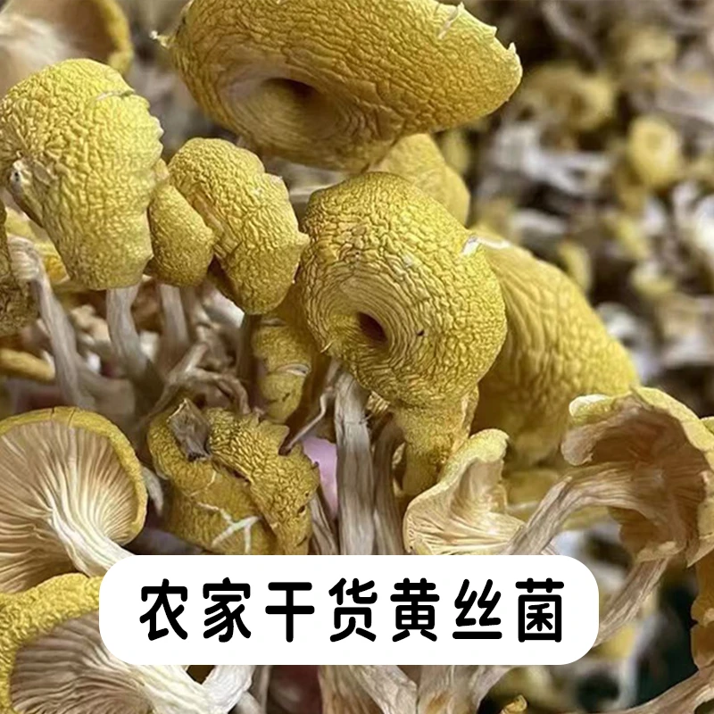 农家新货干黄丝菌 （半斤装） 农家新货好货煲汤