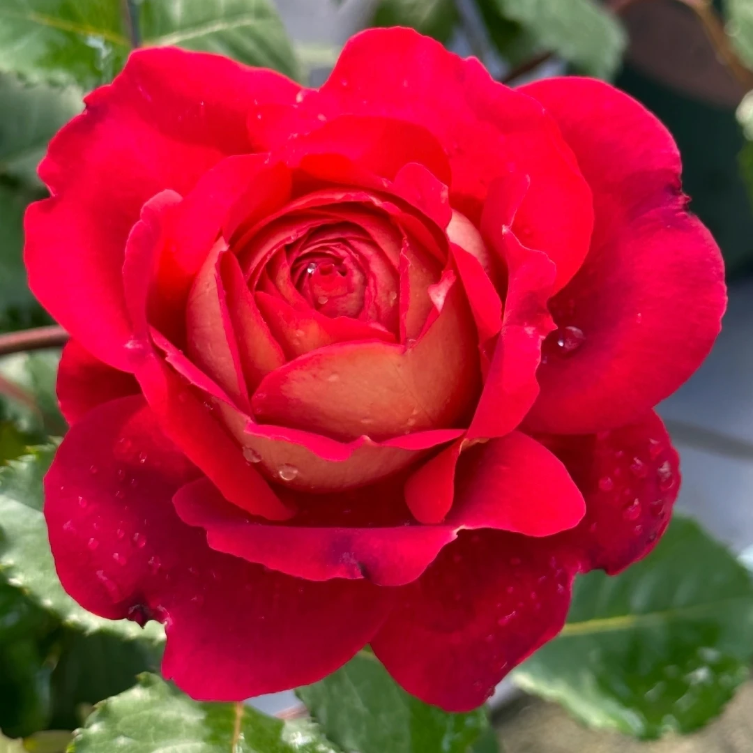 马萨德医生修剪发货成都露天月季独杆独颗原盆原土盆发货