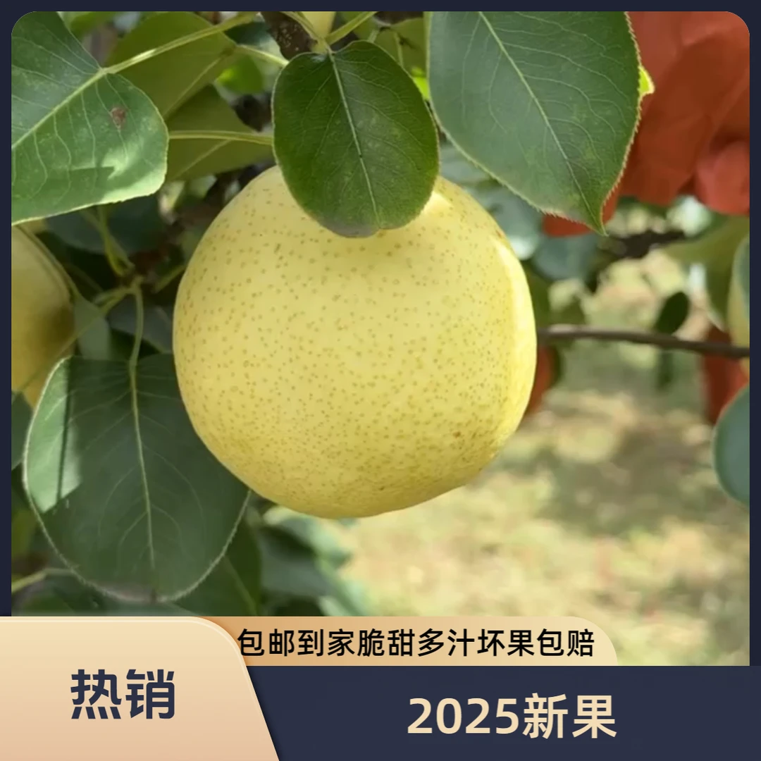 山西平遥带纸套精品酥梨贡梨新鲜果子脆甜多汁当季水果只卖精品果