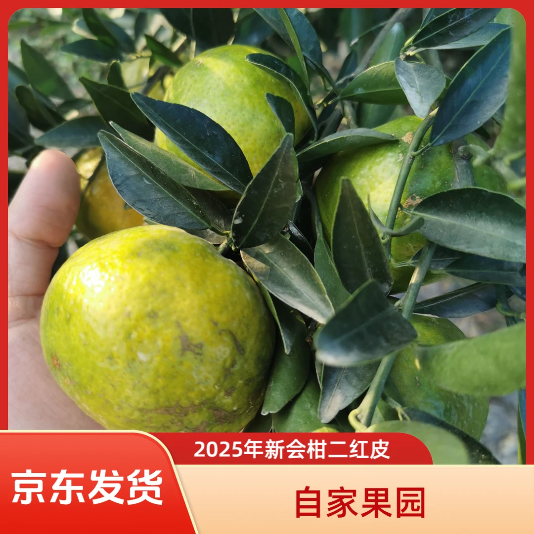 （小果）2025年新会二红柑（鲜果）现摘现发