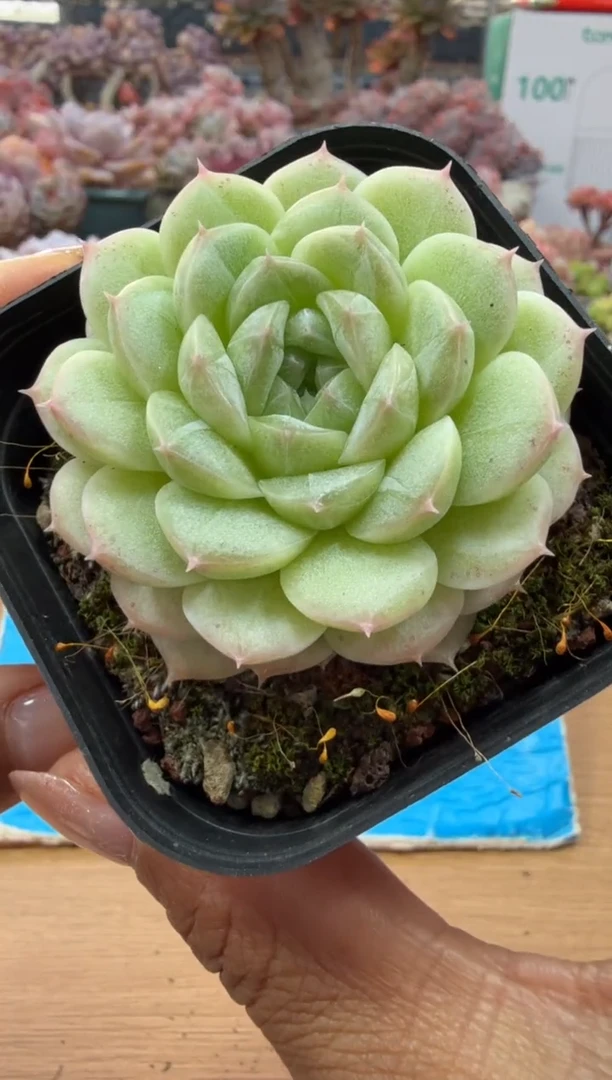 东云多肉园二店-60