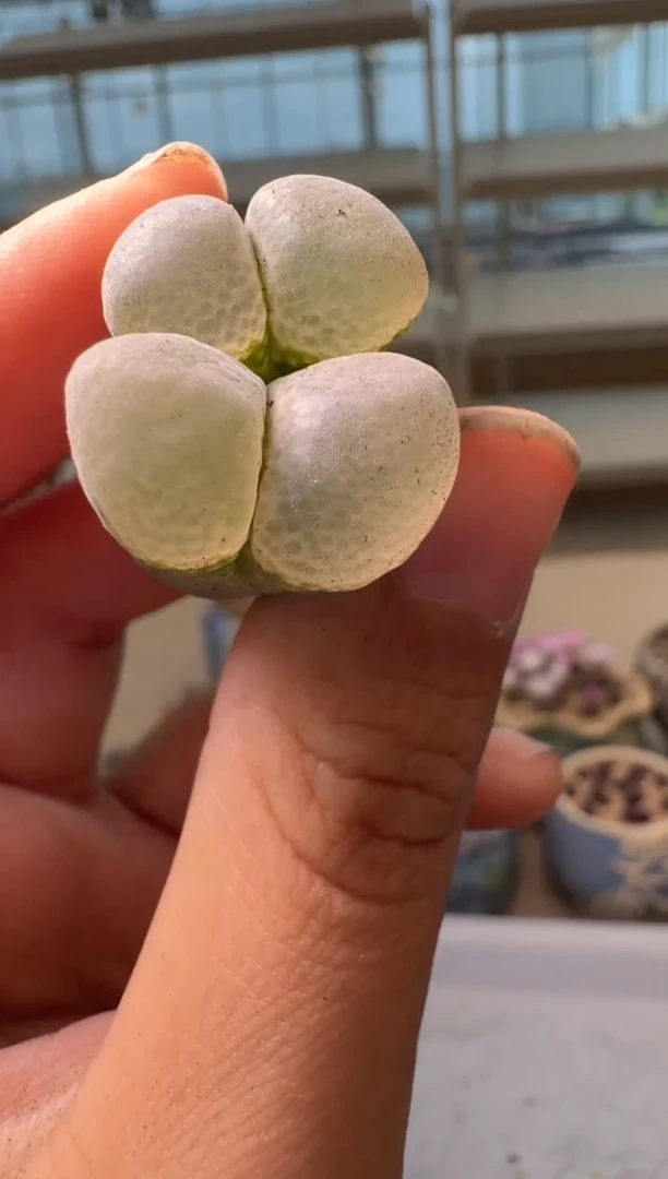 28-133多肉植物肉锥