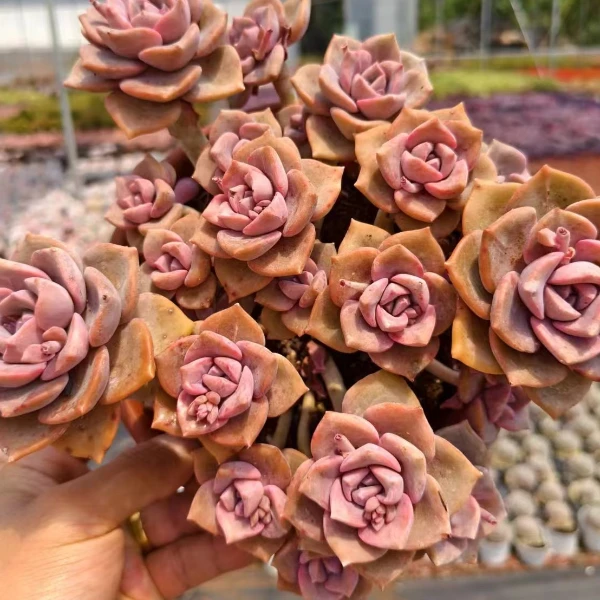 彩虹糖2棵 好种好养 新手必拍精品多肉绿植云南发货瑕疵不售后