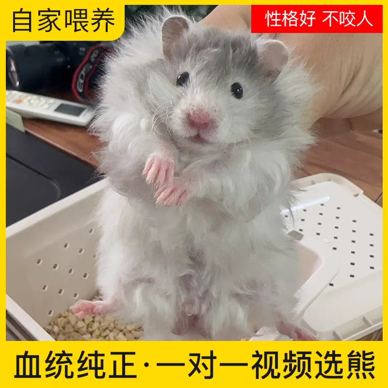 【包活】家养精品仓鼠活体宠物一只金丝熊波利金丝熊卷毛金丝熊