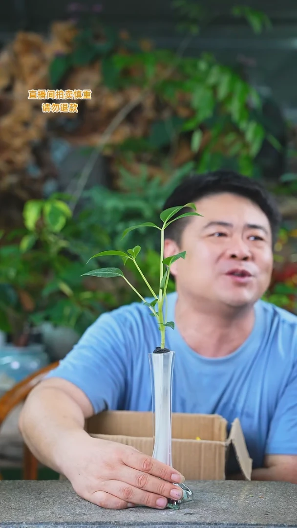 当前无花栽培后可以开花保罗琉璃瓶(颜色随缘)317HT