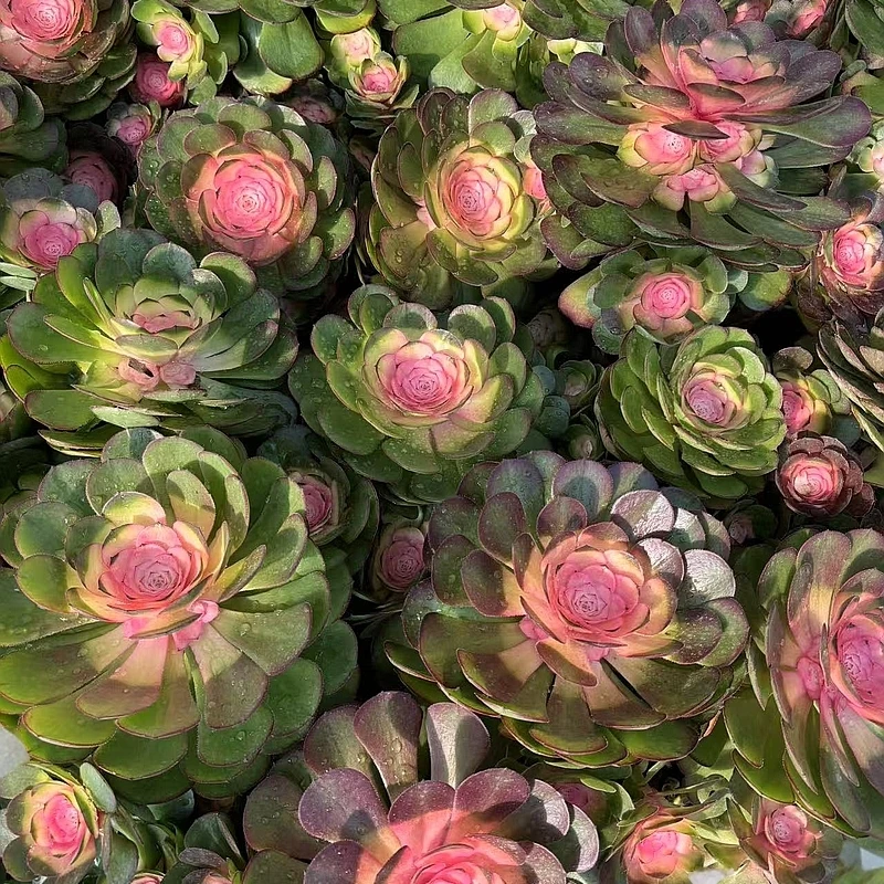 ［红心玫瑰法师］颜值高 脱土发（满15包邮）佳佳乐多肉