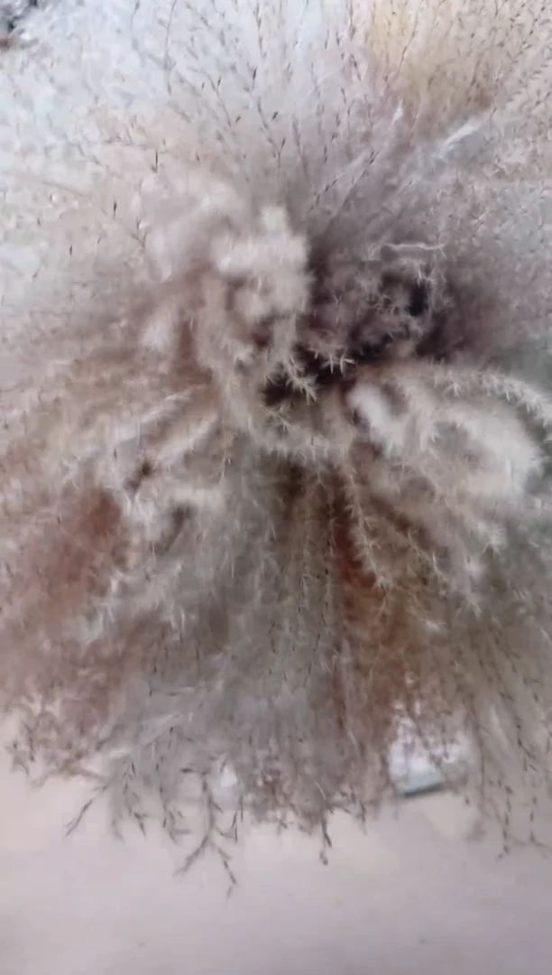 瓶陶瓷花瓶  花 一束芦苇 70支