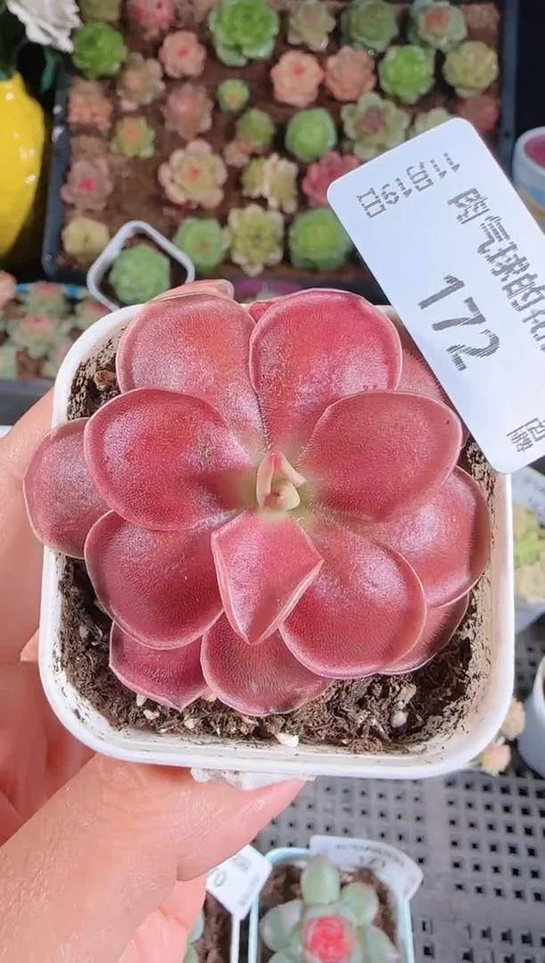 1119-172赛题群生不包整