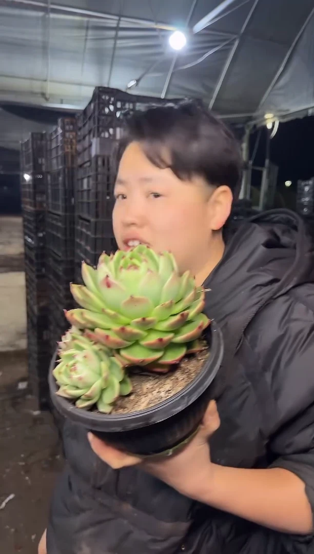 大号蓝龙16.88