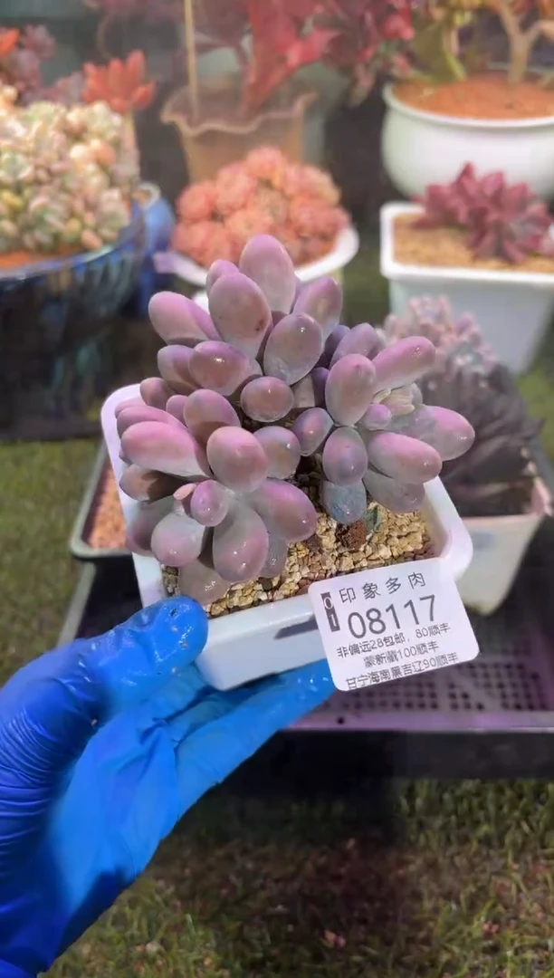 【闪购商品】08117