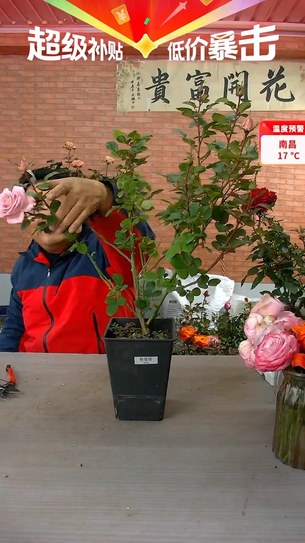 当前无花朵，栽培后可花朵粉曼塔